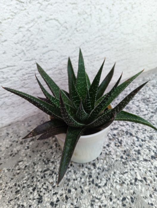 Продавам алое вера