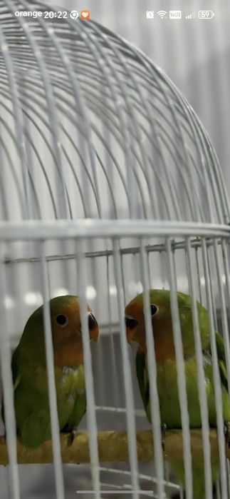 Agapornis   puiuți femele și masculi