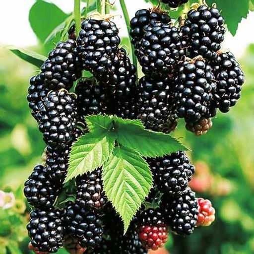 Ежевика - сорт Небеса могут подождать