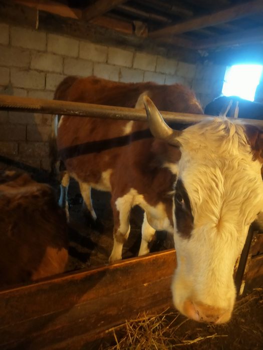 Продам 2 корову 2 бычка