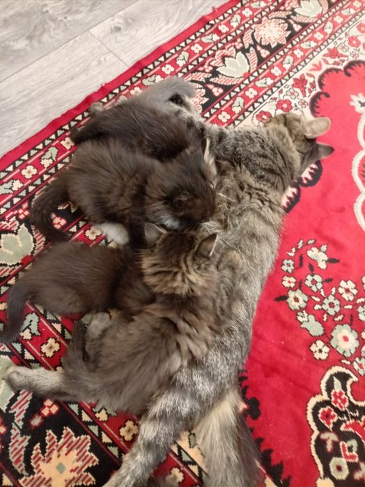 Отдам котят в хорошие руки