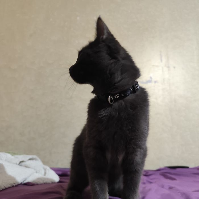 Котенок мальчик бесплатно