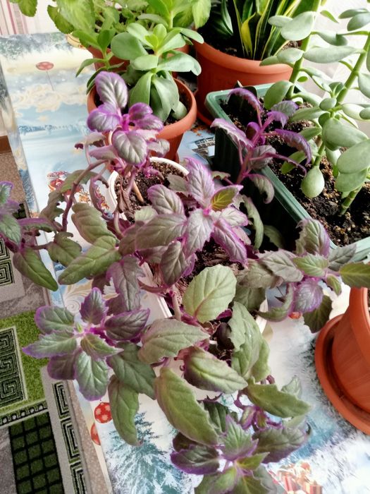 Цветы комнатные продам