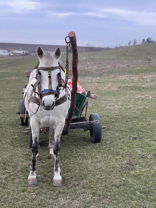 Vând căruța și cal