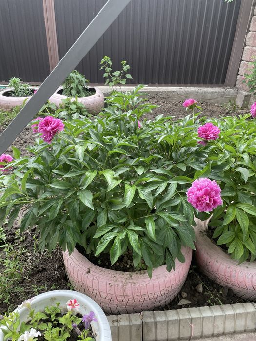 Недвижимость в бесагаше