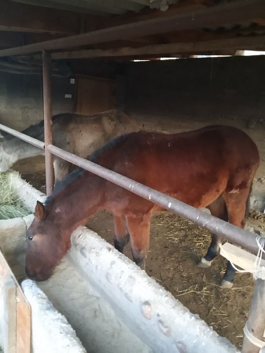 Лошади кобылка и жеребец