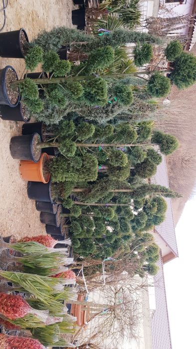 Vindem spirală din Cupresusochiparis leylandy de mai multe dimensiuni