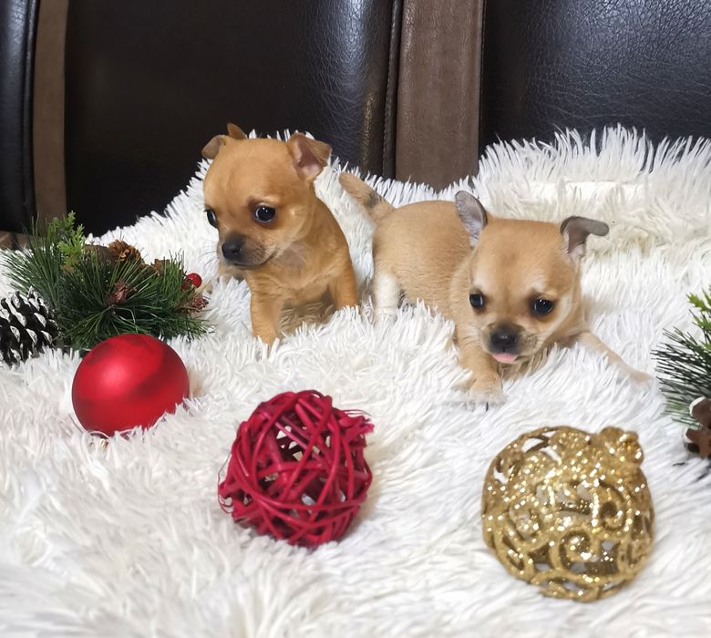 Чихуахуа (мъжко и женско)