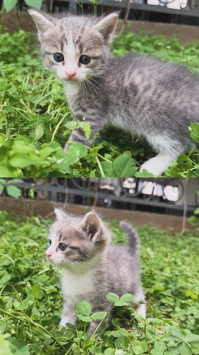 Отдам котят добрые руки