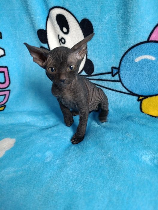 Котята Сфинкс продаю