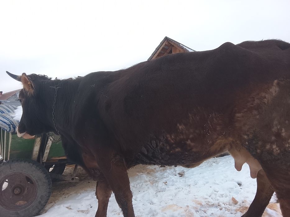 Vând vaca buna de lapte este fătată de 6 săptămâni