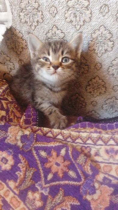 Отдам котят в хорошие руки мальчик и девочка