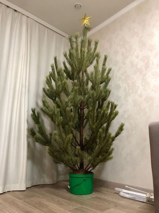 Живые ёлки сосна