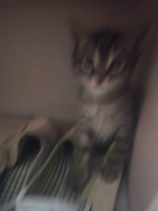 Котята 2 месячные