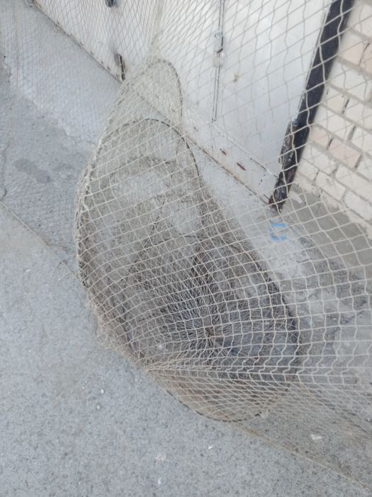 Рыбатский ставленик