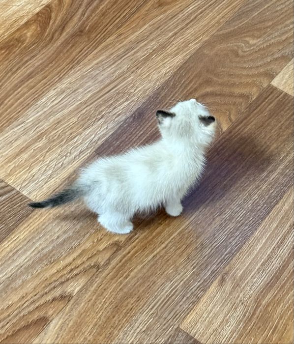 Котёнок, девочка