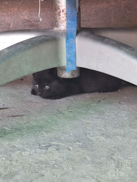 Котята бесплатно