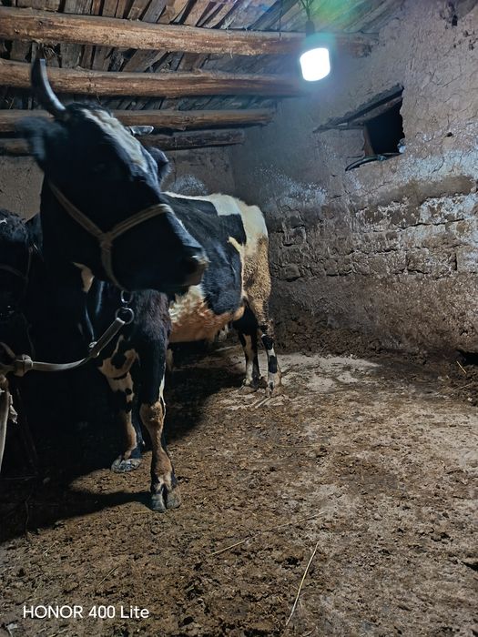 Mesni sigir sotiladi