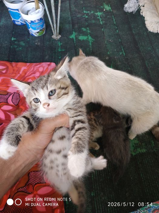 Отдам в хорошие руки бесплатно