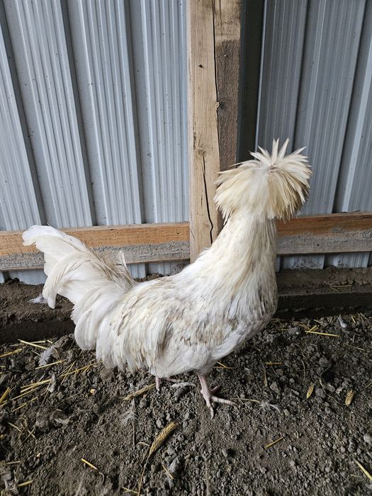 Cocoș moțată olandeză