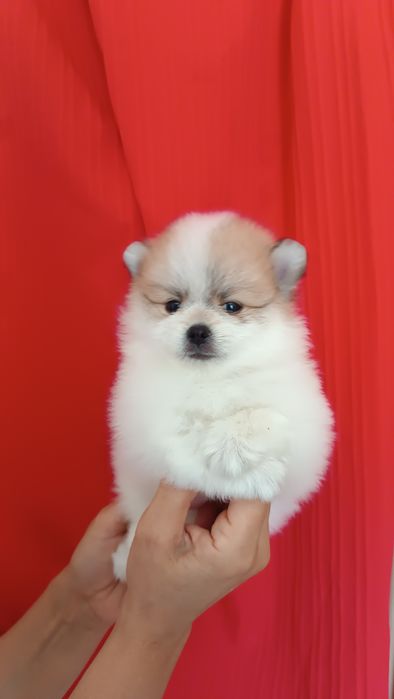 Мини мальчик щенок