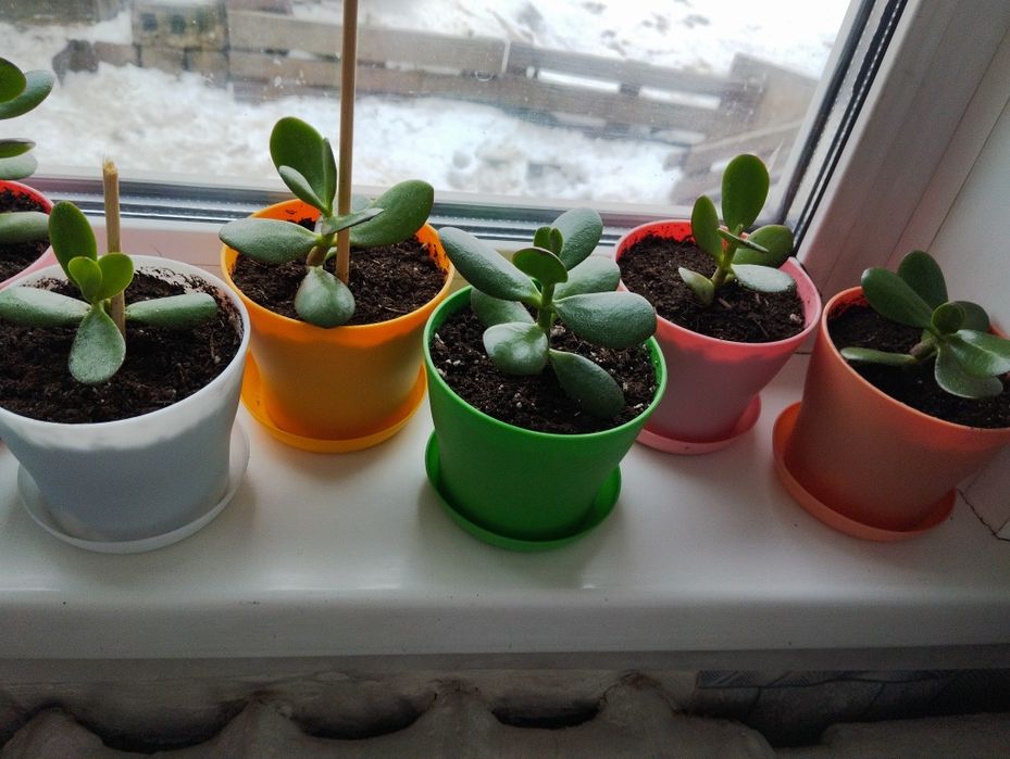 Продам комнатные цветы "Денежное дерево"