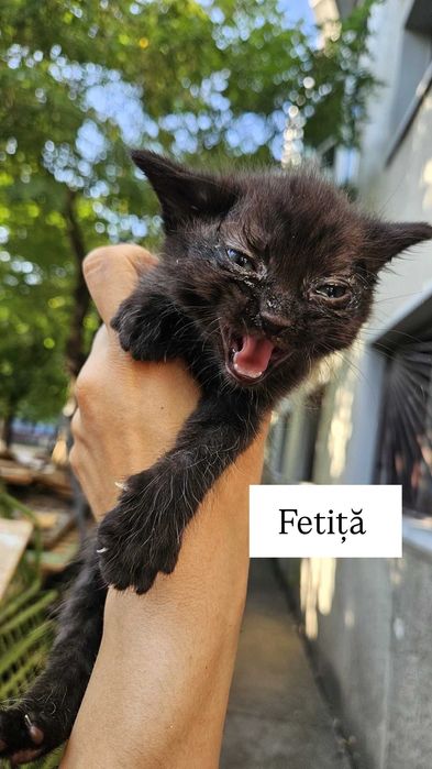 Adoptii pui pisică