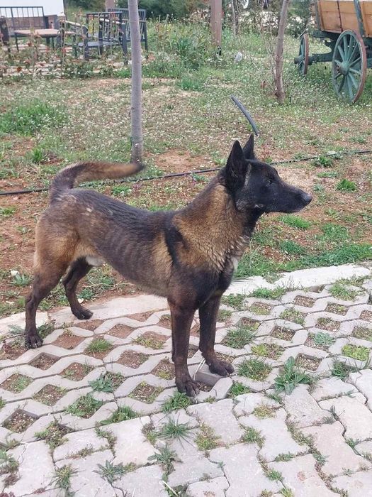 Кучета Белгийска Овчарка Малиноа