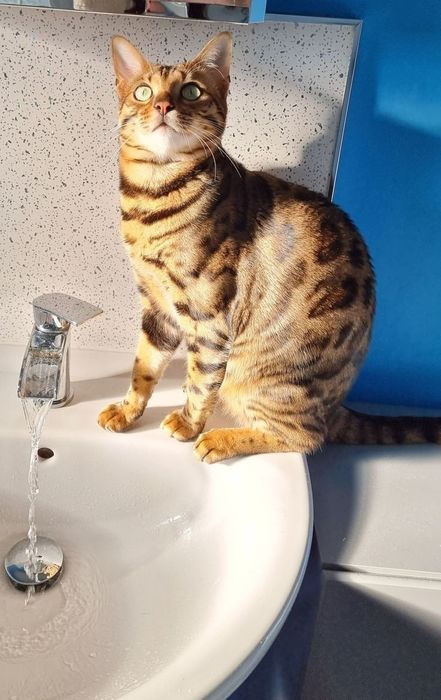 Продам бенгальскую кошку