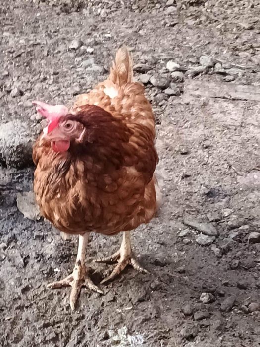 Gaini rosi ouatoare / Gaini de ouat de vanzare