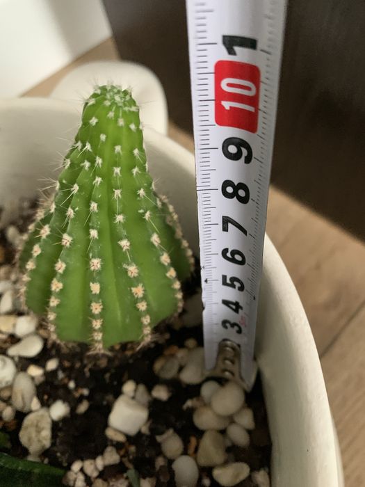 Кактусы эхинопсисы 10 см