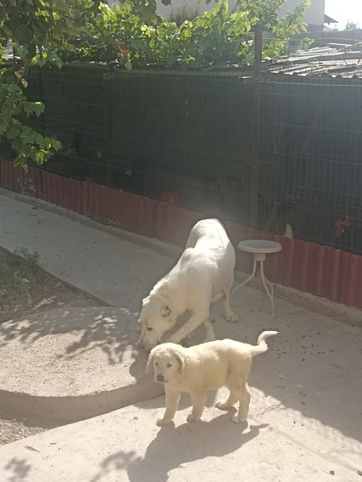 Продается щенок аллабая САО , девочка ,1,5 месяца