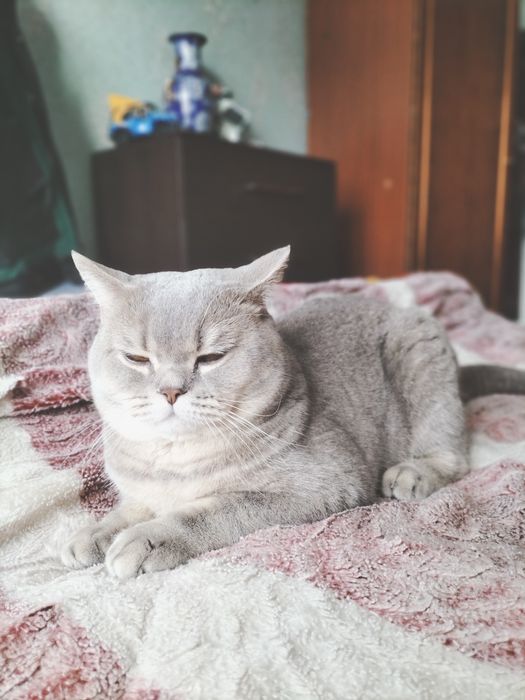 Продаю котенка мальчика