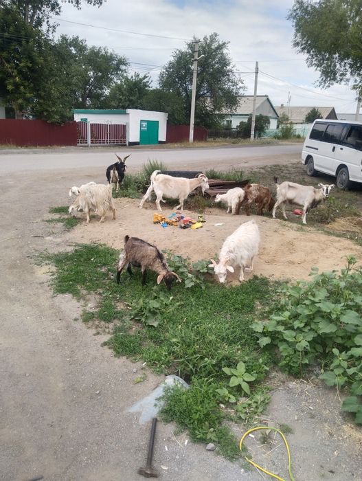 Козы,козлята продам