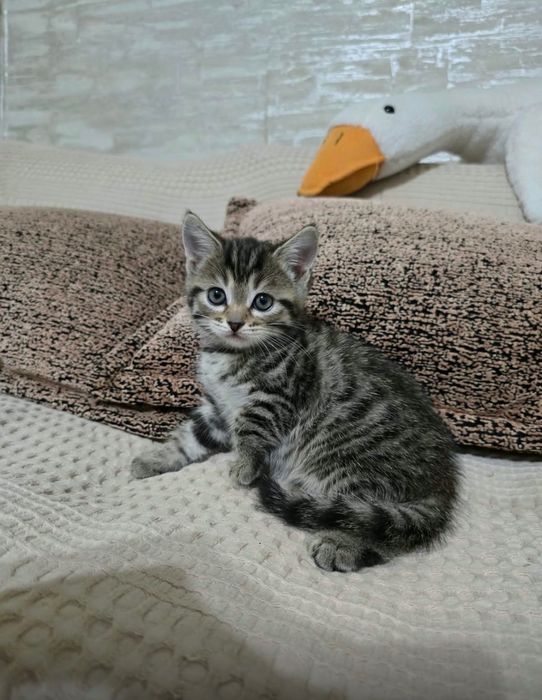 Чистокровные шотландские котята. Девочки