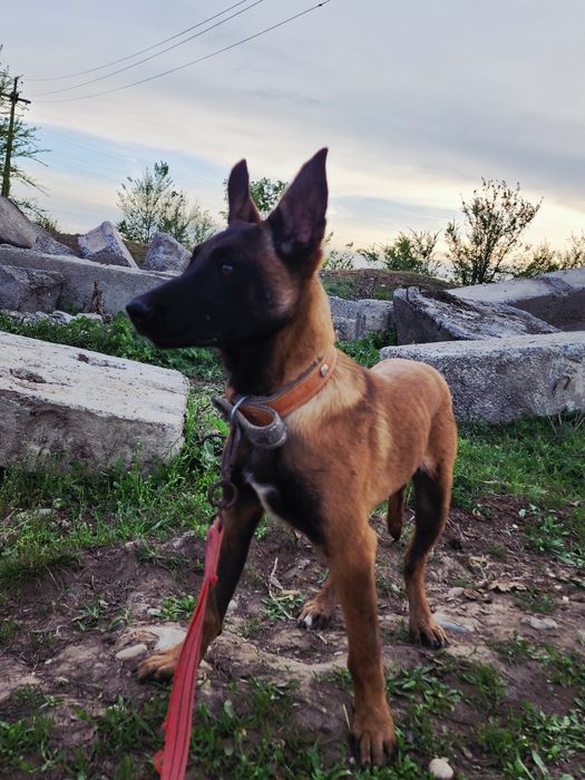 Белгиская окарачка