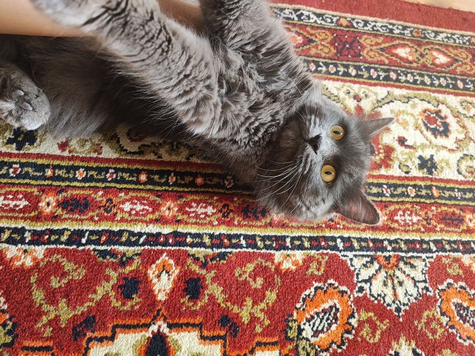 Xotin eriga dugonasi bilan sikishiga ruxsat berdi. Onlayn porno tomosha qilish.