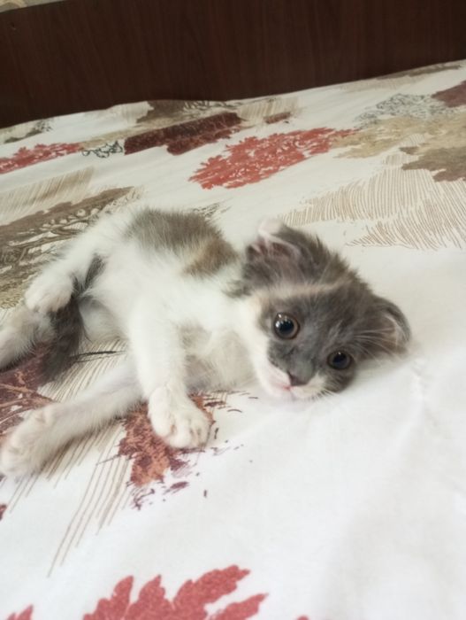 Вислоухие котята
