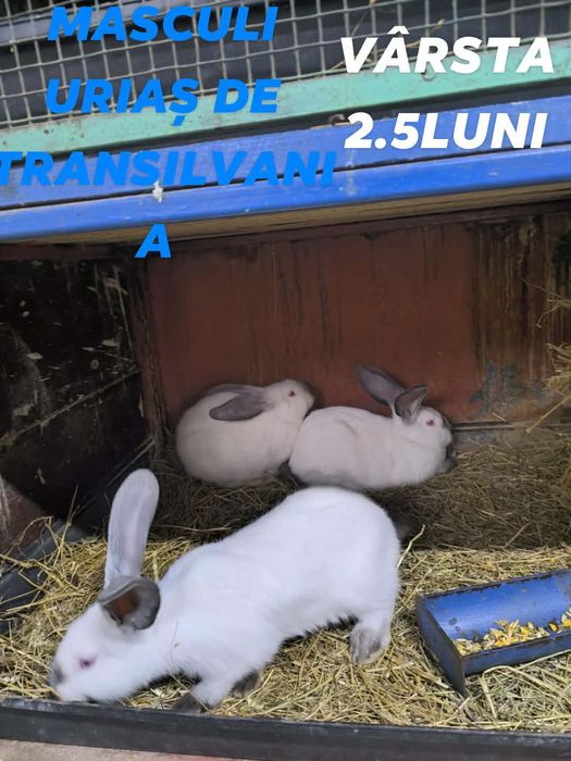 Urias de Transilvania