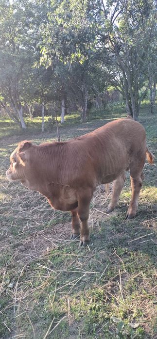 Vând tăuraș Limuzine