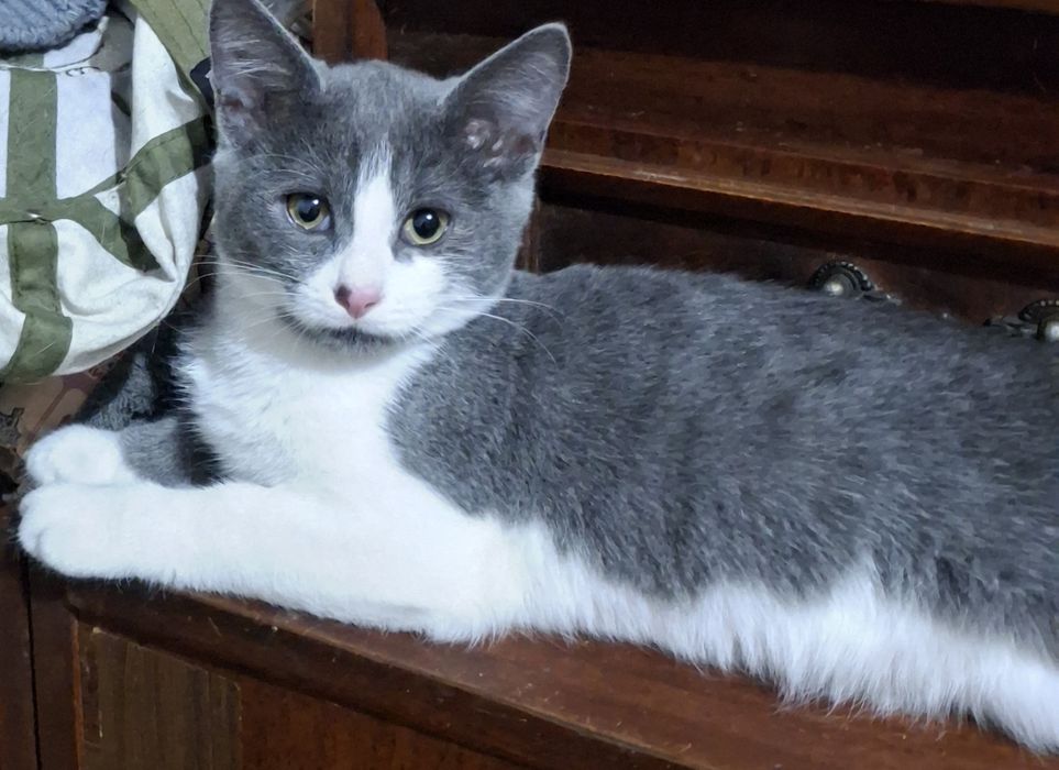 Котята бесплатно