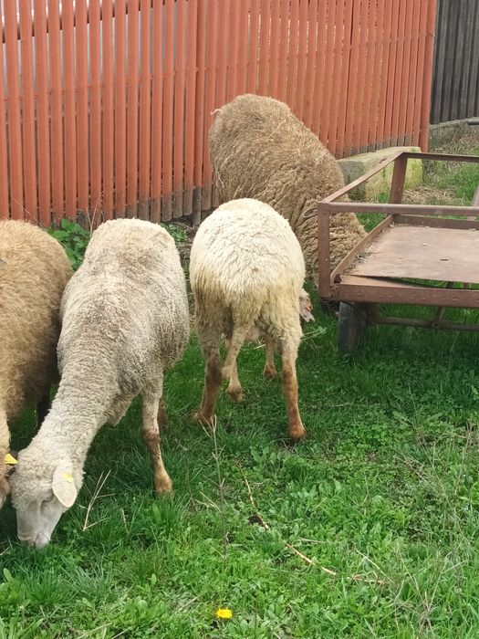 Oi fatate de vânzare