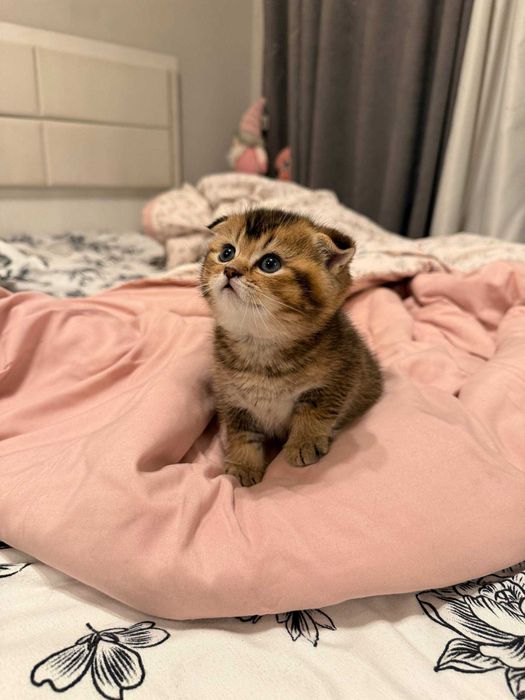 породистые  кошки