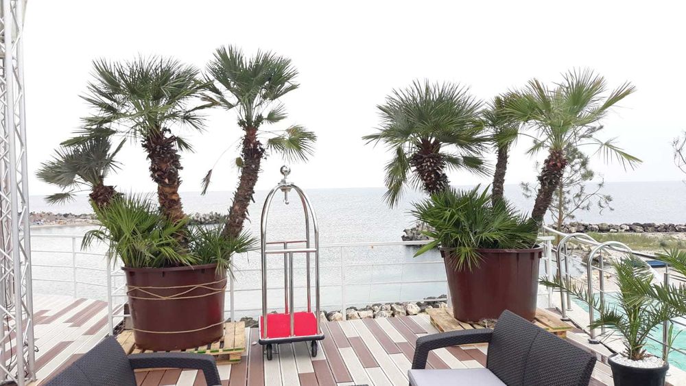 Palmieri rezistenti la frig la ghiveci livrare in toata tara