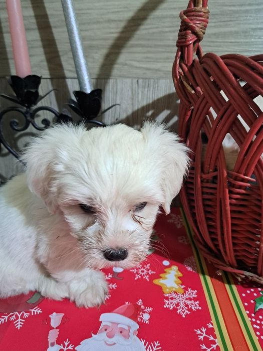 Bichon maltez mascul