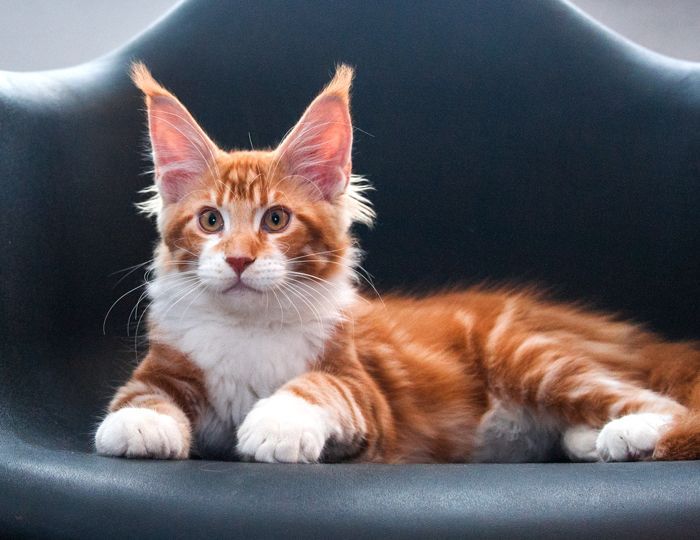 Котята мейн кун из питомника