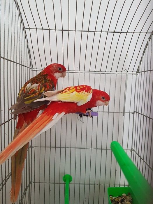 Розелла попугай птенец