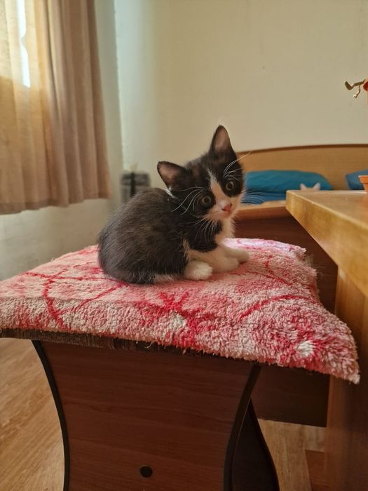 Отдаем котят милашей