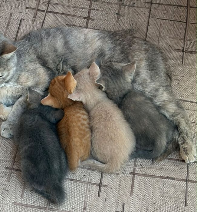 Отдам котят в добрые руки
