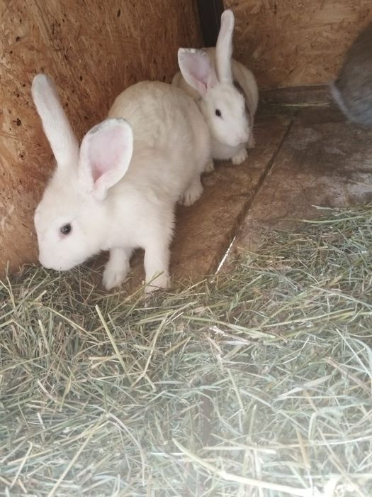 Vand iepuri românești Argeș, negreni